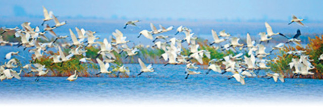 生态湿地百鸟来栖视频,护大河之洲引百鸟来栖