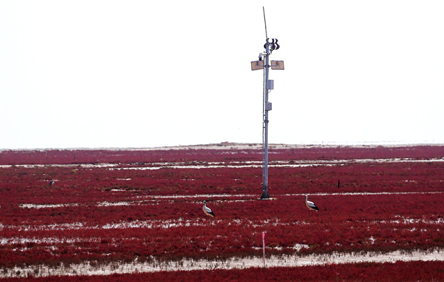 生态湿地百鸟来栖视频,护大河之洲引百鸟来栖