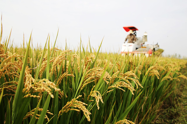 生态湿地百鸟来栖视频,护大河之洲引百鸟来栖