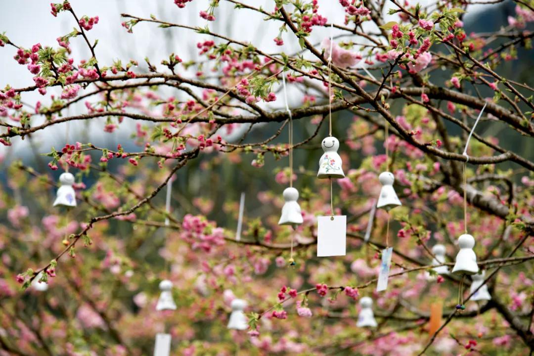 樱花烂漫时汉服少女,樱花烂漫时相遇