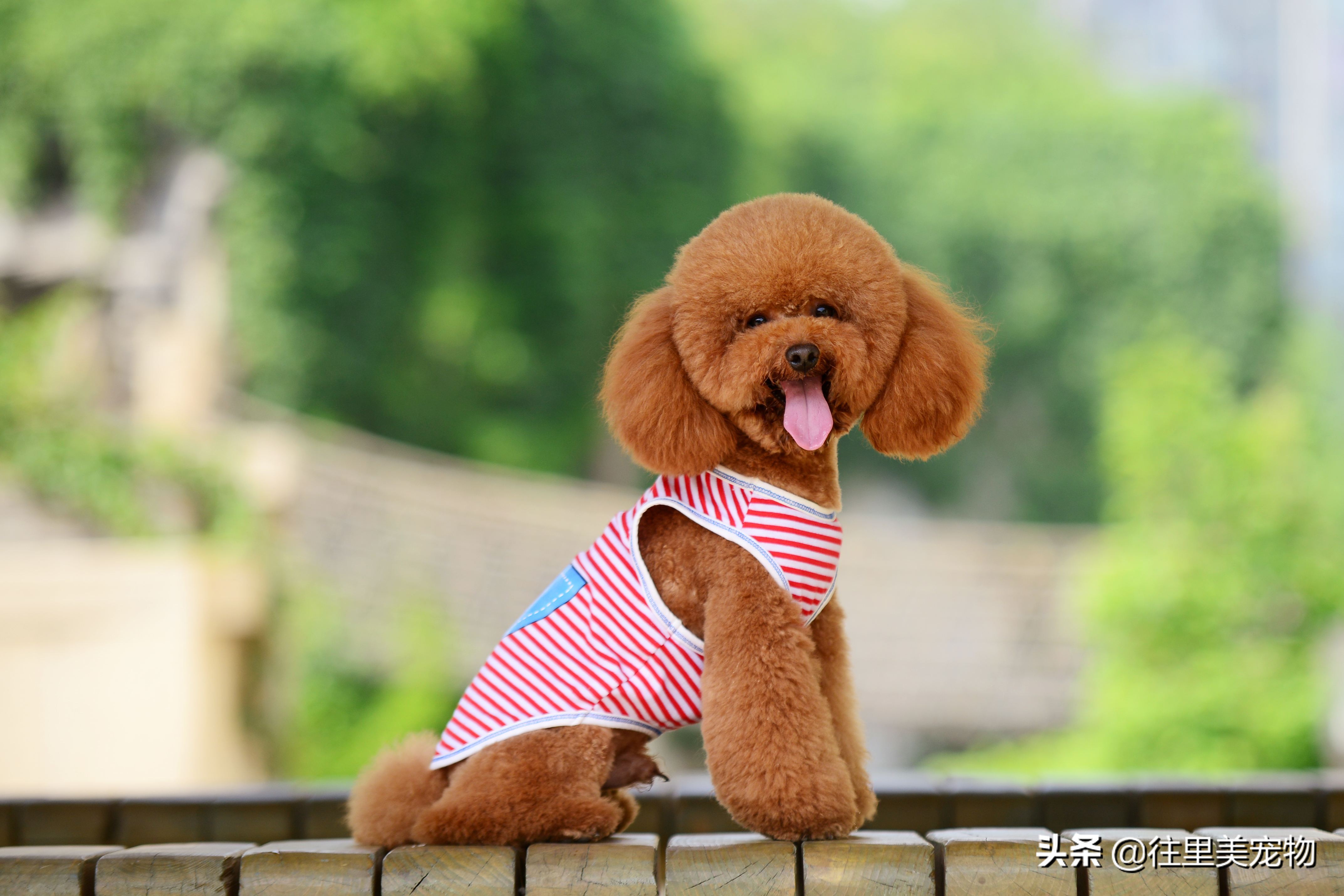 泰迪狗泪痕多吃什么牌子的狗粮好,泰迪狗鼻头褪色泪痕多是怎么回事