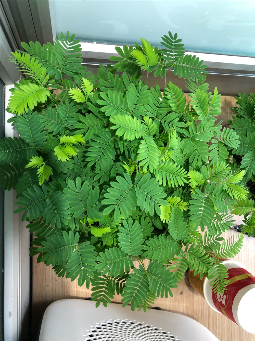 含羞草叶子发黄怎么回事,含羞草叶子枯萎如何快速恢复