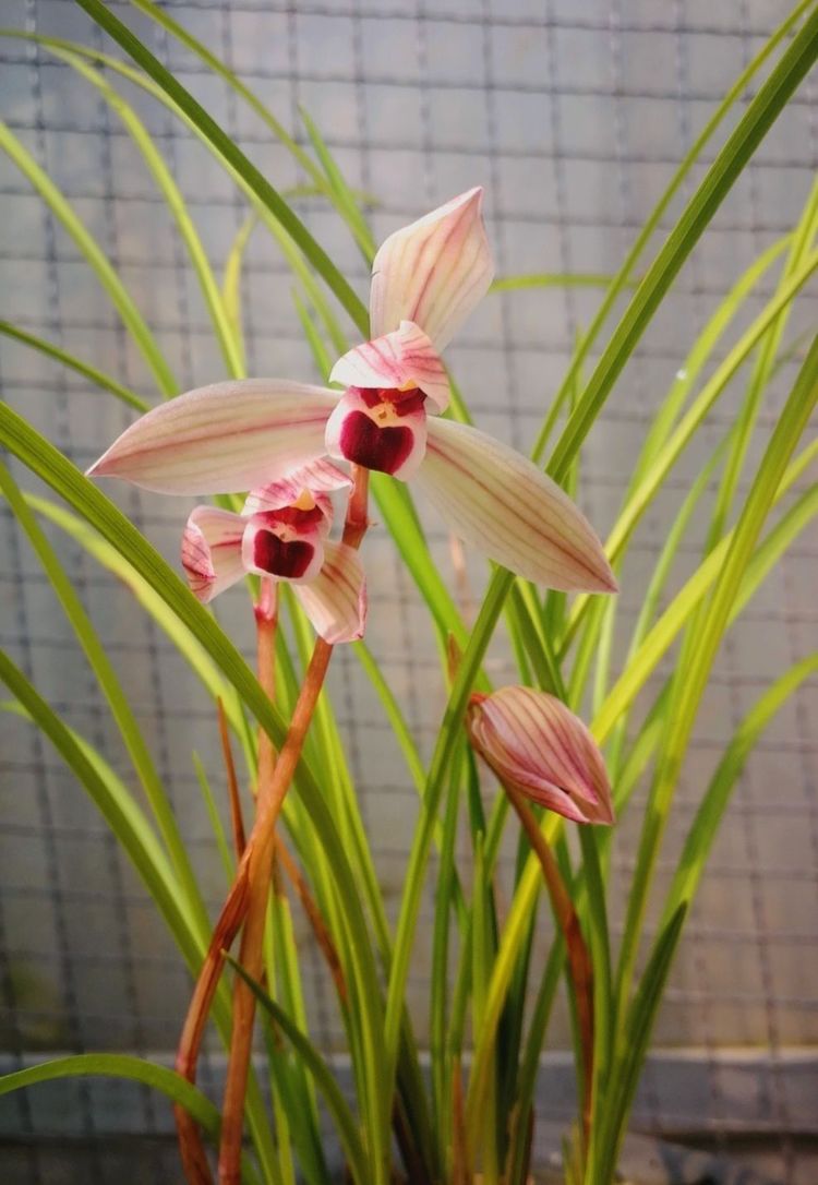 2023莲瓣兰心心相印什么价格,2020年莲瓣兰心心相印价格