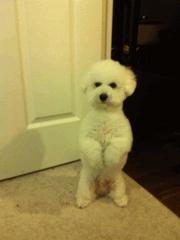 狗狗绝育vs不绝育差别还是很大的,狗狗应该绝育么