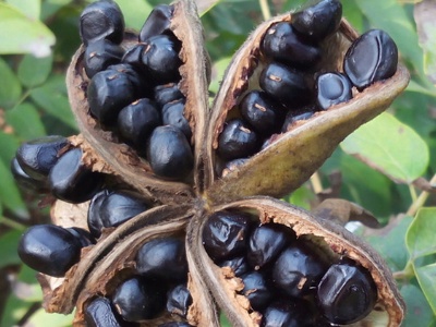 牡丹花种植方法盆栽,牡丹花地栽种植方法