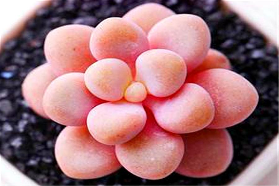 多肉老叶子干瘪是怎么回事啊,多肉叶片一直干瘪怎么办