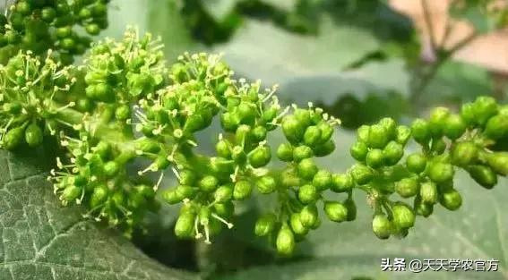 葡萄为什么会落花落果是熟透了吗,葡萄花期用什么防止落花落果