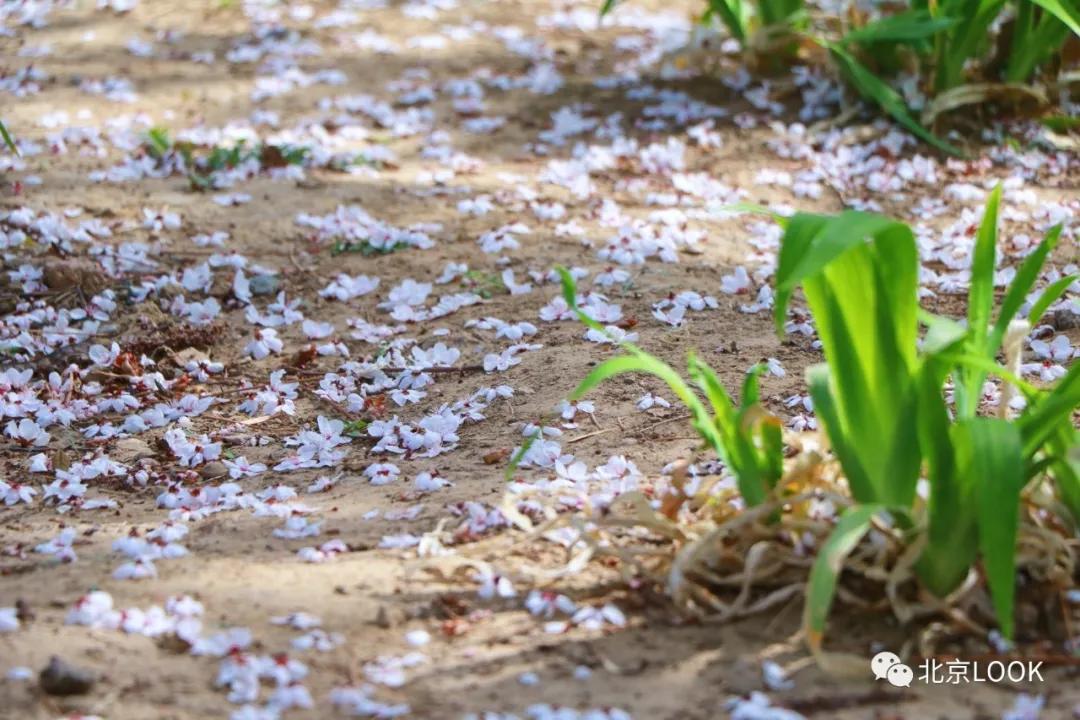 北京小区的早晨,北京小区里的傍晚