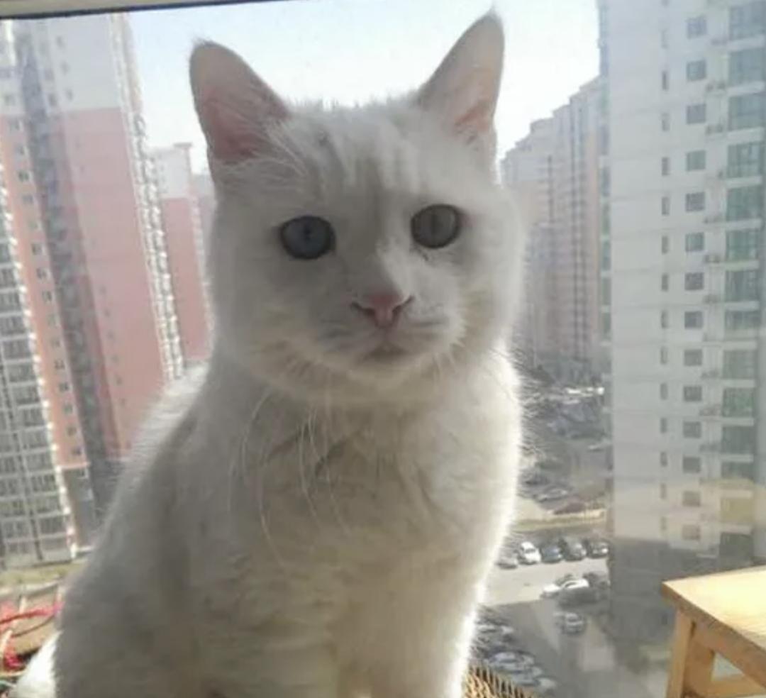 猫感染了新型冠状病毒有什么症状,猫感染新型冠状病毒会有哪些症状