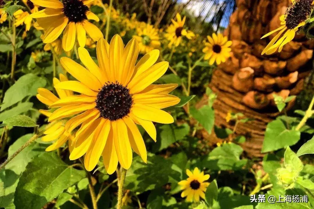 鍞湁椴滆姳闃冲厜鍜岀埍涓嶅彲杈滆礋,鍏遍潚妫灄鍏洯绉嬭壊缇庡緱浠や汉绐掓伅