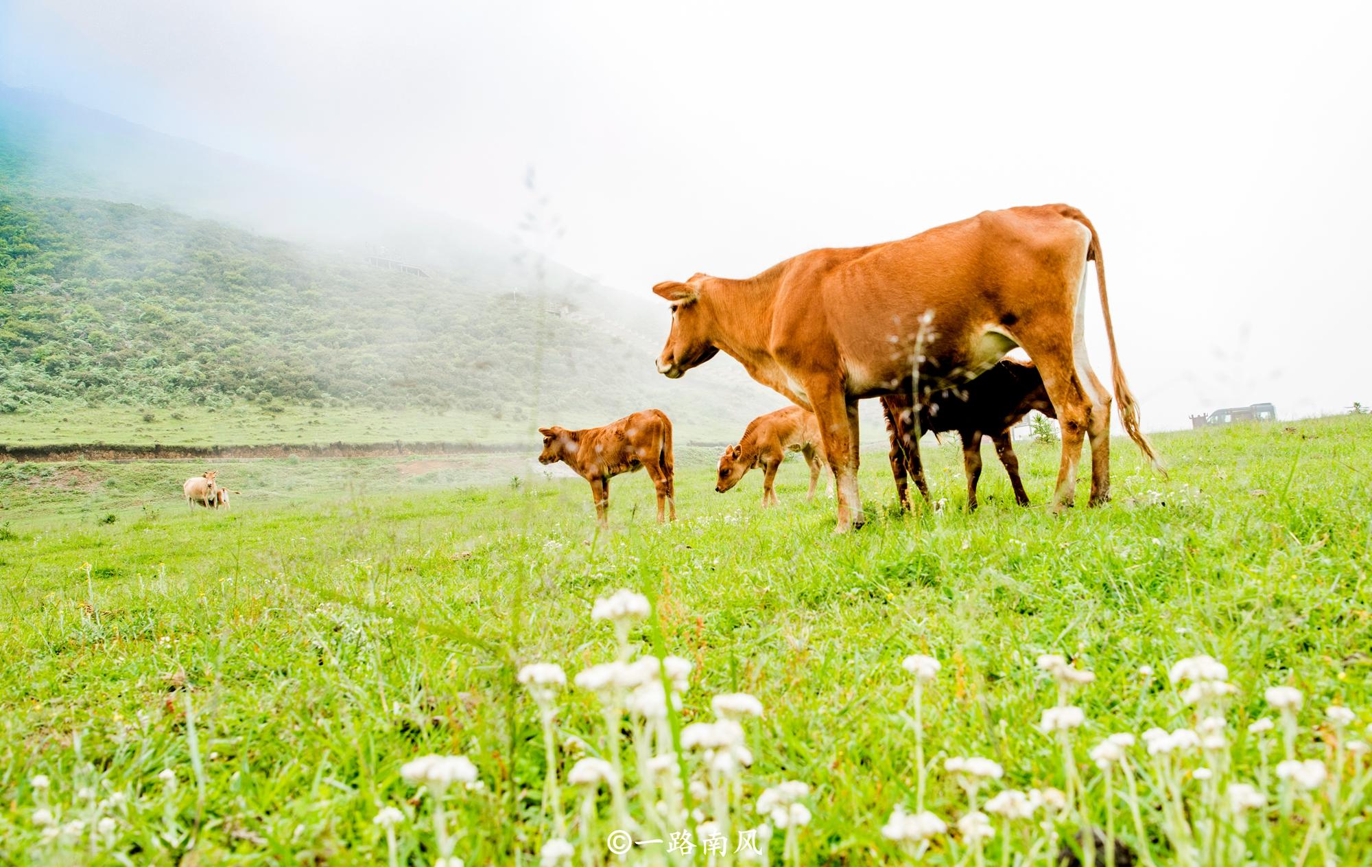 贵州藏着一处秘境,贵州凉都19度的夏天