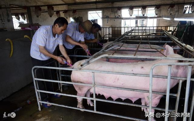 母猪第一次下崽应关注哪些,母猪怎样下崽多