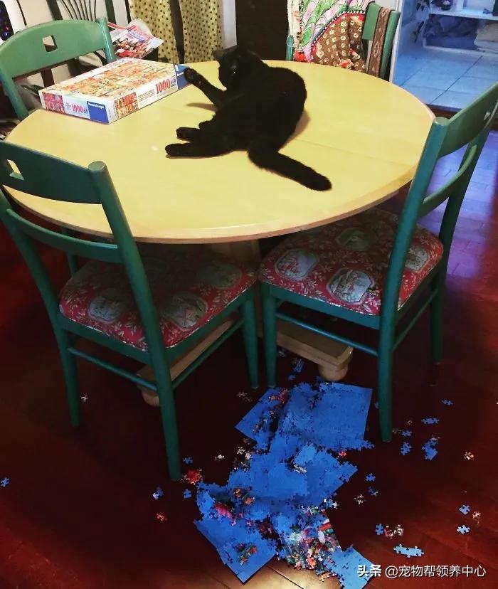 养猫你们觉得要不要放出去,养猫可以玩什么