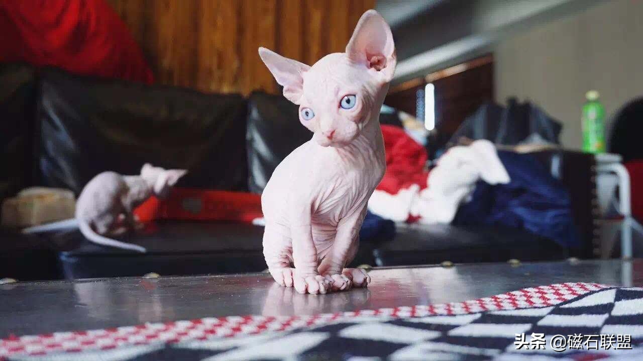 猫毛过敏也能养的猫,适合猫毛过敏的人养的猫咪