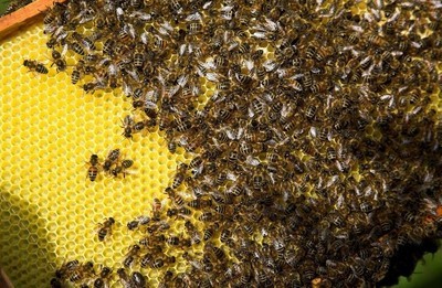 蜂群加继箱的方法,蜂群换王台