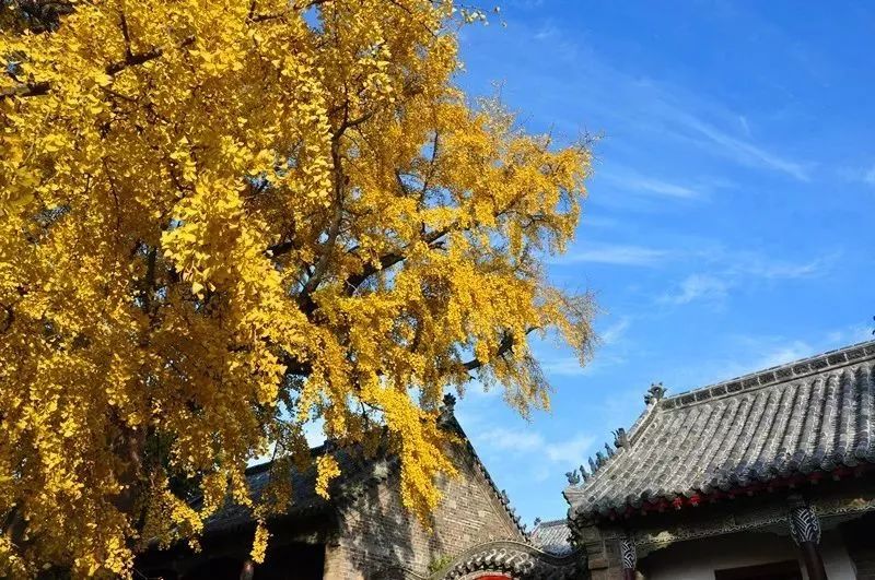 黄了！山东爆火的“银杏林”，千余亩的曼妙绝伦，只等你来！