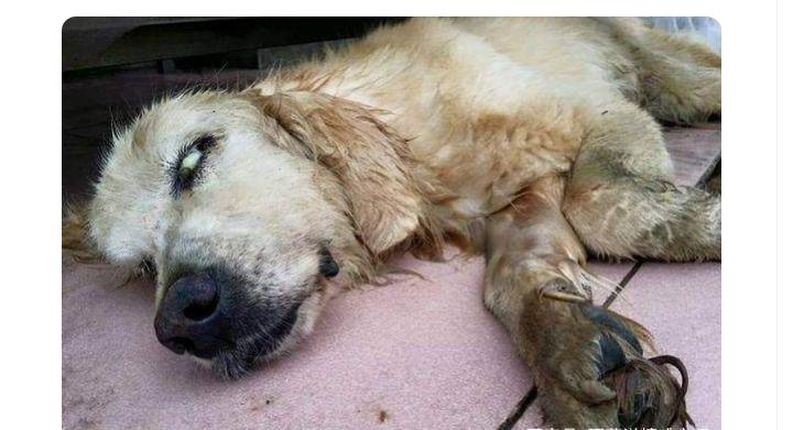 狗狗中暑的急救方法,狗狗中暑和解救方法