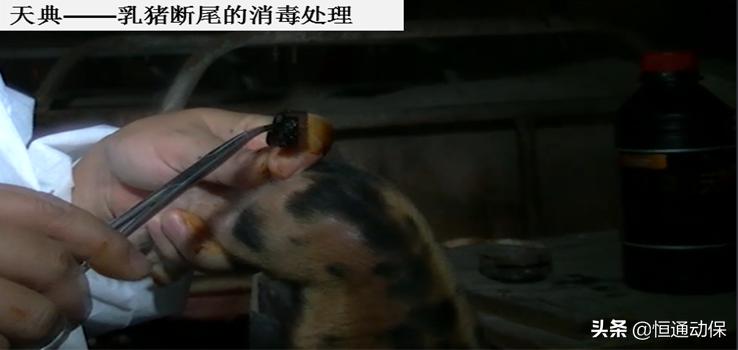 分娩母猪接生关键技术,人工助产母猪方法