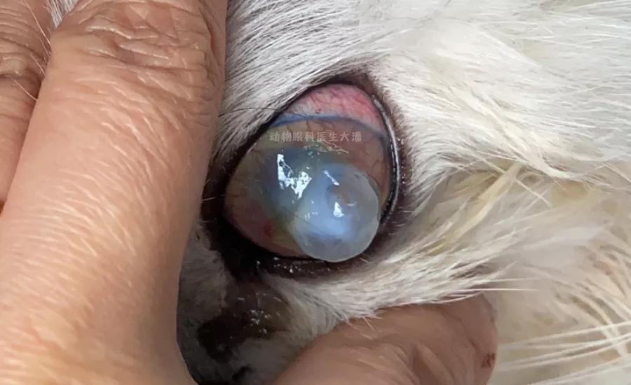 猫咪眼睛化脓怎么回事,猫咪角膜穿孔没钱做手术咋办