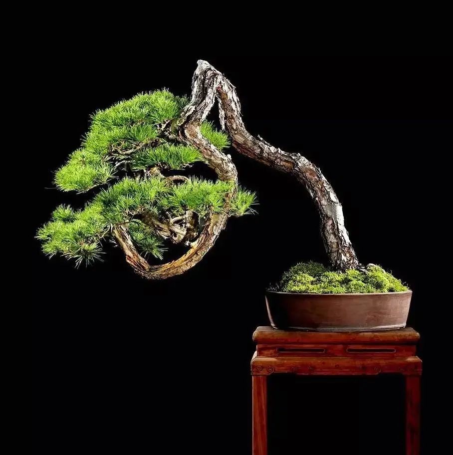 浙江小苗黑松盆景造型设计 (黑松丛林多杆盆景造型)