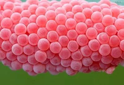 福寿螺和田螺都是卵生的吗,为什么田螺是胎生而福寿螺是卵生