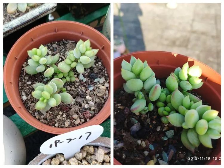 多肉不适合新手养,多肉入坑到什么程度好