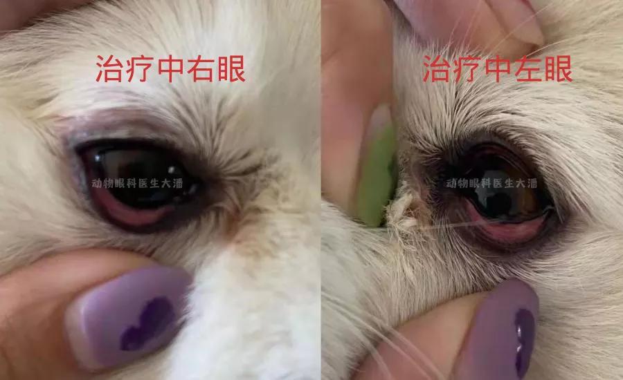 狗狗内分泌紊乱脱毛怎么治疗,狗狗皮肤一块块脱毛怎么治疗