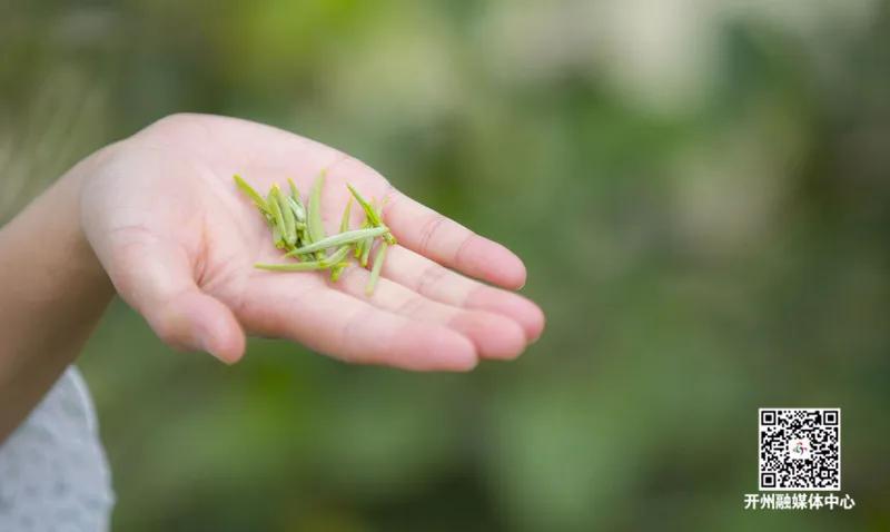 重庆斗茶大赛,重庆市斗茶大赛