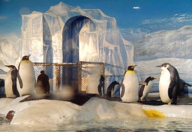 大连老虎滩帆船出海一日游,老虎滩金石滩棒棰岛