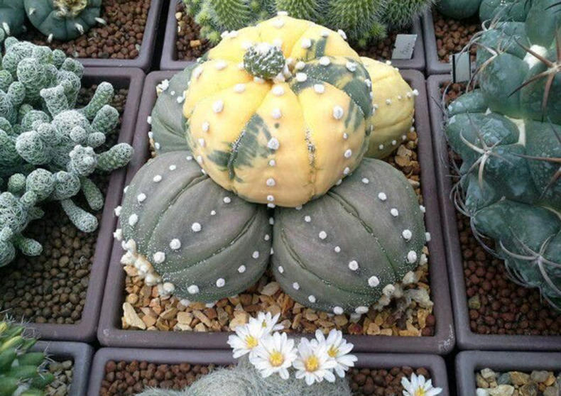 仙人球出现烂洞怎么处理,仙人球头顶上开始烂了怎么办