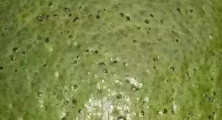 柑桔砂皮病哪个时间最易爆发,柑橘表皮有疙瘩怎么治疗