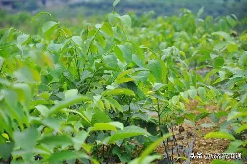 核桃苗怎么栽培,核桃苗栽培
