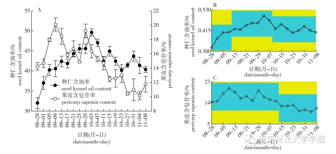 无患子果实视频,无患子成熟图