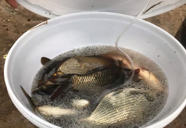初冬野钓鲫鲤鱼饵料配方,冬季水库野钓钓鱼技巧视频