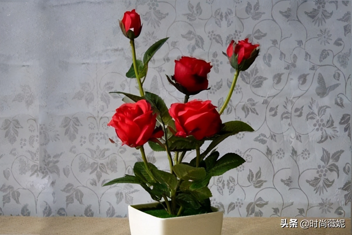 玫瑰叶子发黄是什么原因,玫瑰叶子发黄怎么回事