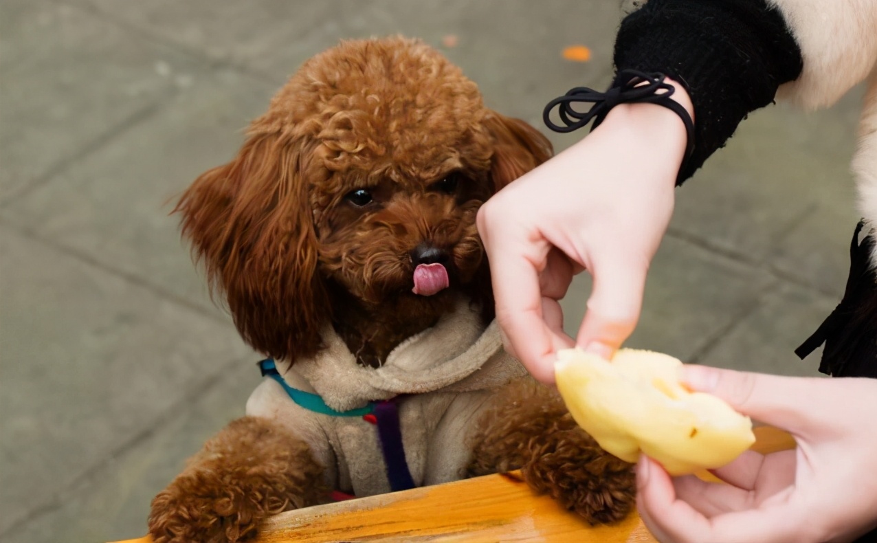 给犬断尾方法的优缺点,给泰迪断尾有必要吗