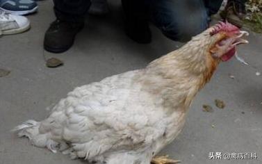 春季鸡鸭传染病,鸡鸭共同感染的传染病有哪些