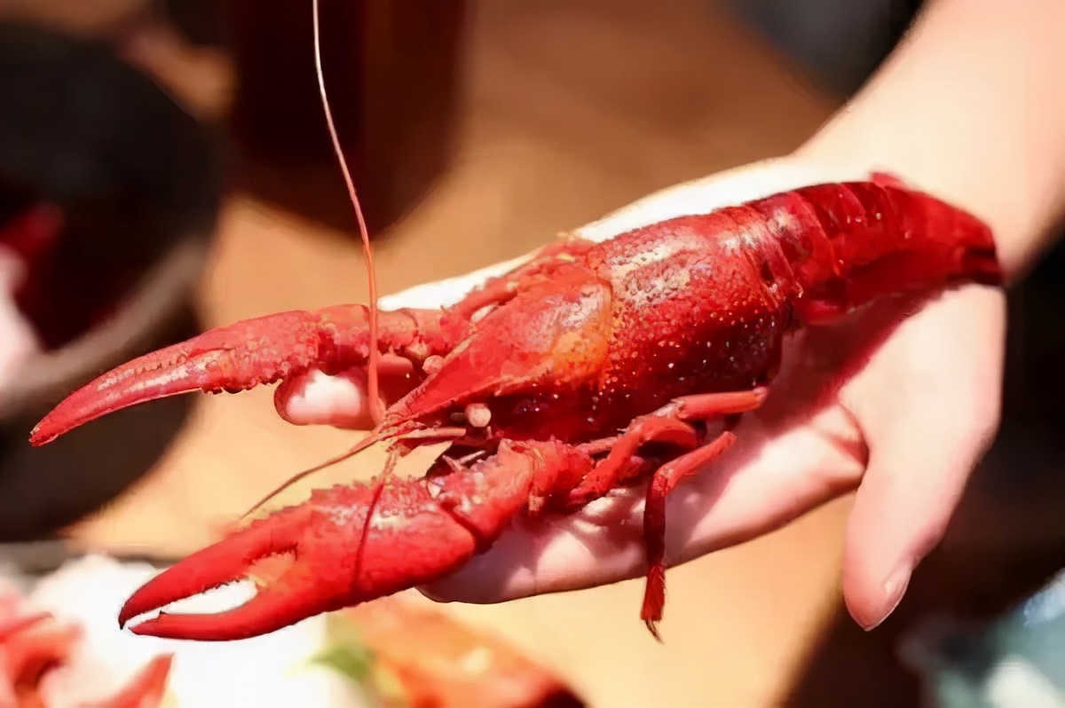 龙虾吃得最多的是哪个地方,全国小龙虾必吃50强