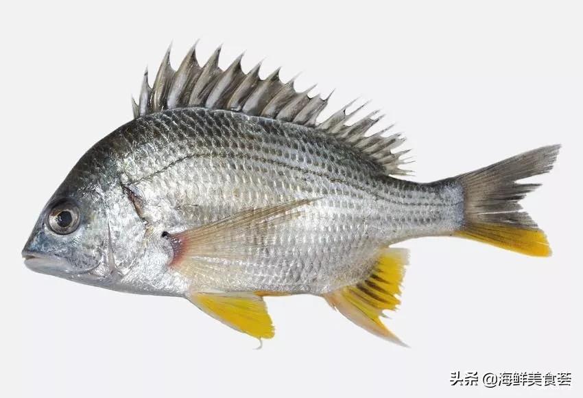 黄翅鱼如何分辨野生和养殖 (怎么看黄翅鱼是不是野生的)