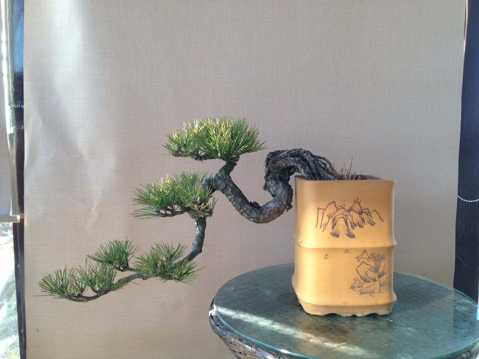 黑松剪根换盆多长时间可以晒太阳 (黑松换盆连续下雨又换一次可以吗)