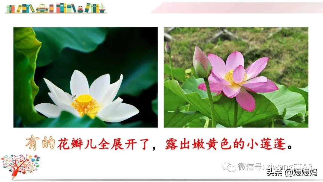 三年级下册荷花ppt课件部编版,三年级下册语文第三课荷花小练笔