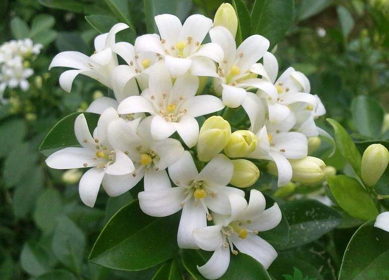 家里蚊子多养食虫植物,家里常见的几种虫子吃蚊子
