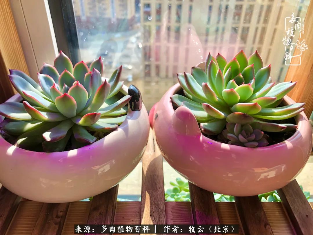 多肉植物生活,多肉生活充满诗意