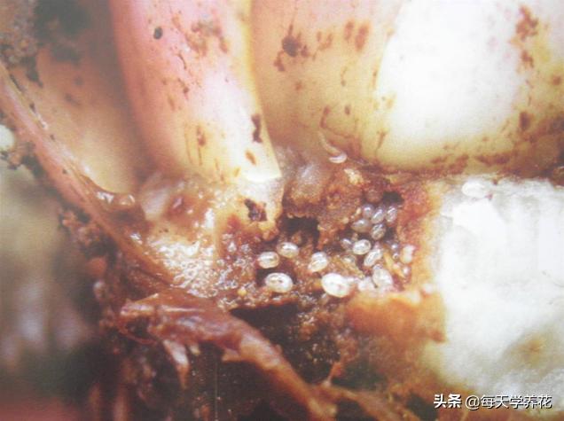 百合虫害的防治方法,百合病虫防治和管理