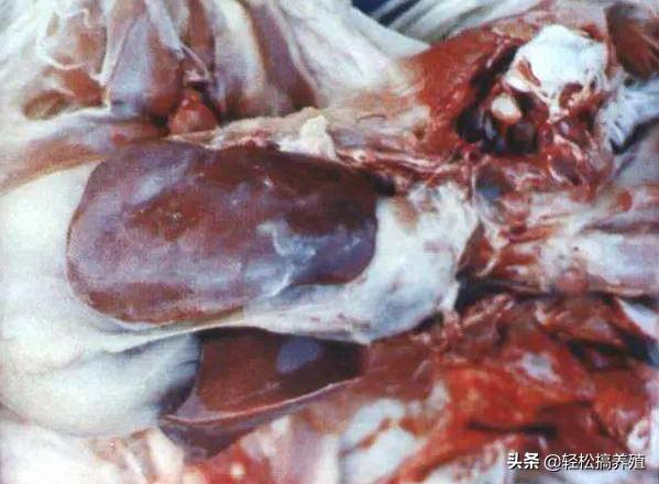 鸡得心包炎是什么病,鸡得了心包积液怎么治