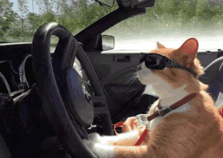 自驾加州的感受 (加州自驾需要准备什么物品呢)