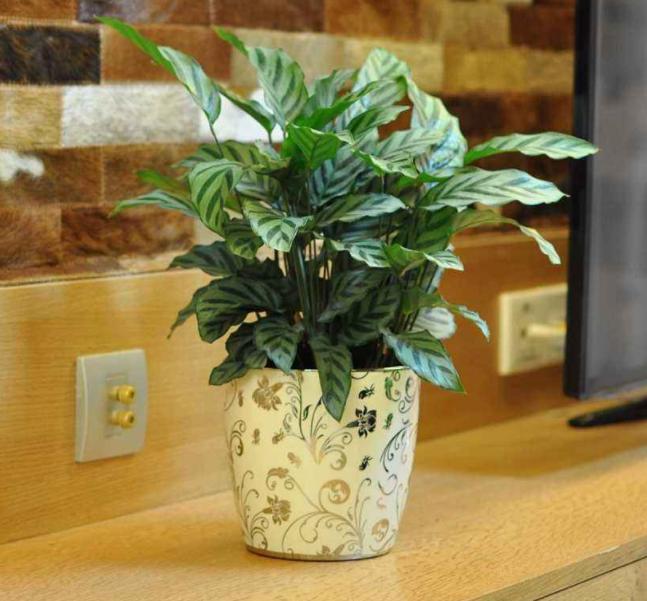 家里窗台阳光强适合养什么绿植,家里室外养花怎么摆放最好