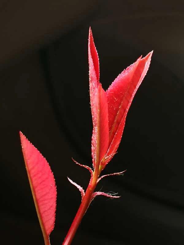 手拍世界手机摄影平台,手拍世界摄影平台