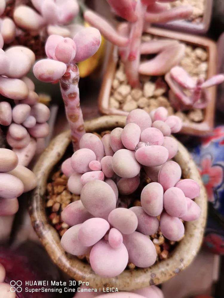 冬日如何更好地养多肉,冬天可以户外养护的多肉