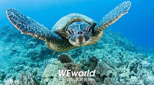 WEworld全球体验官招募|4大志愿者项目0元出发